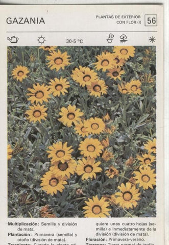 Postal-Ficha Jardineria plantas de exterior numero 56 Gazania