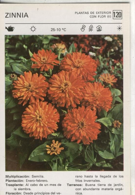 Postal-Ficha Jardineria plantas de exterior numero 120: Zinnia