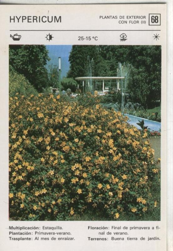Postal-Ficha Jardineria plantas de exterior numero 68: Hypericum