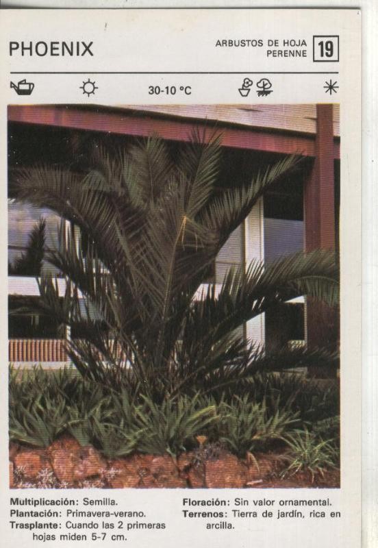 Postal-Ficha Jardineria numero 19:  Phoenix