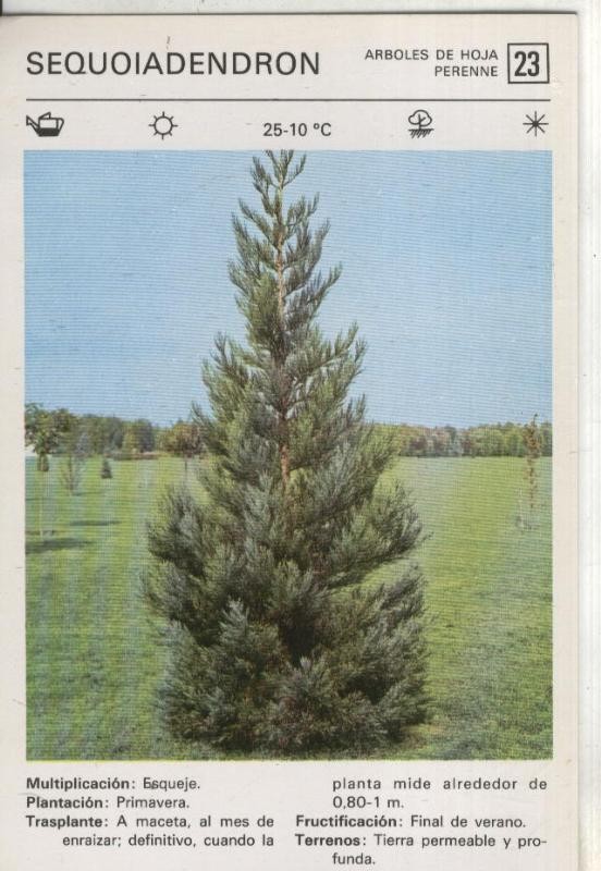 Postal-Ficha Jardineria numero 23: Sequoiadendron