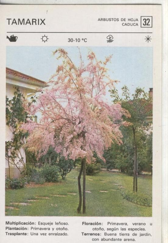 Postal-Ficha Jardineria numero 32: Tamarix