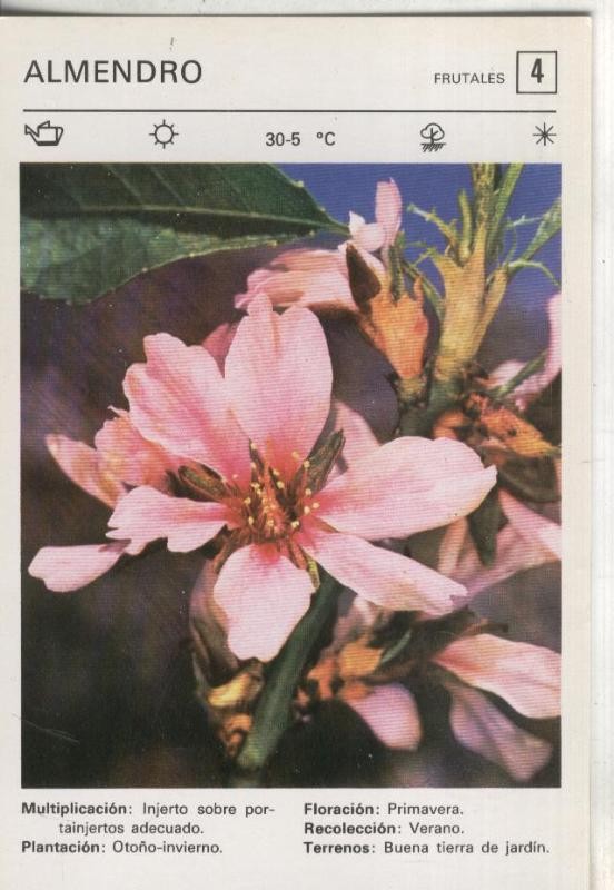 Postal-Ficha Jardineria numero 04: almendro