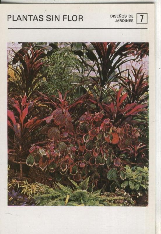 Postal-Ficha Jardineria numero 07: Plantas sin flor