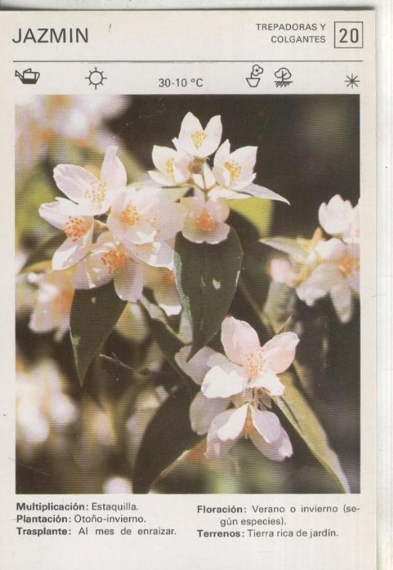 Postal-Ficha Jardineria numero 20: Jazmin