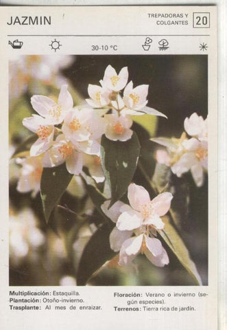 Postal-Ficha Jardineria numero 20: Jazmin