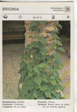 Postal-Ficha Jardineria numero 10: Brionia