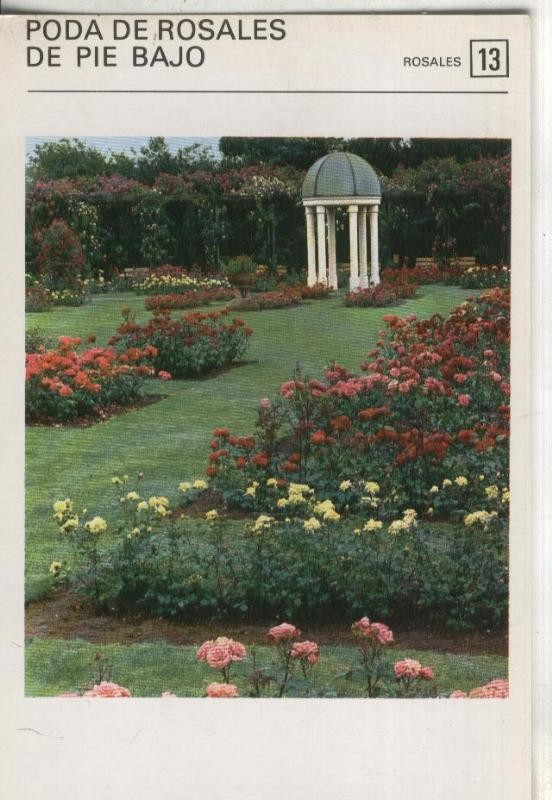 Postal-Ficha Jardineria numero 13: Poda de rosales de pie bajo