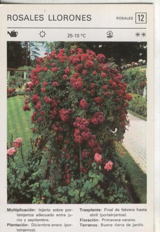 Postal-Ficha Jardineria numero 12: Rosales llorones