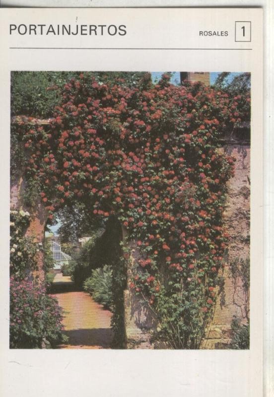 Postal-Ficha Jardineria numero 01: Portainjertos
