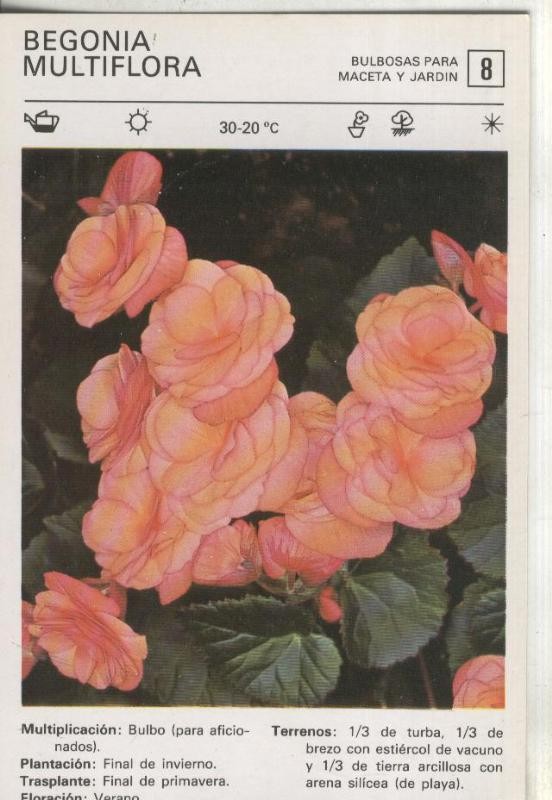 Postal-Ficha Jardineria numero 08: Begonia multiflora