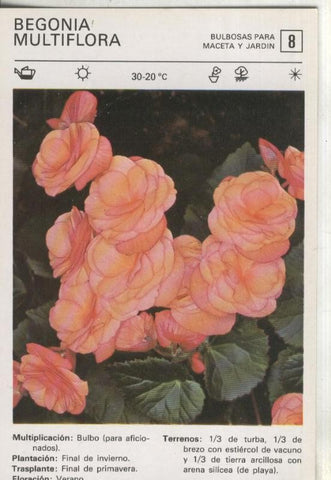Postal-Ficha Jardineria numero 08: Begonia multiflora