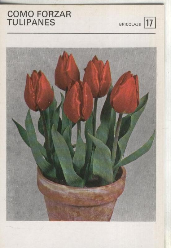 Postal-Ficha Jardineria numero 17: Como forzar tulipanes