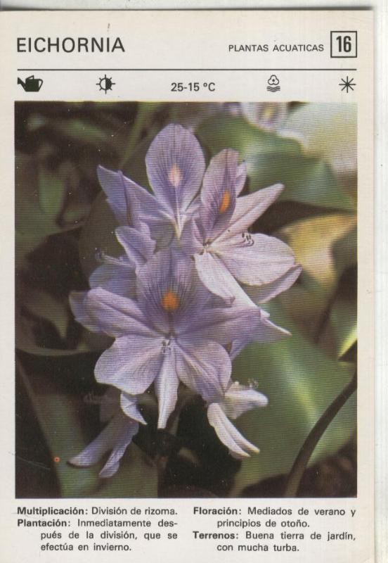 Postal-Ficha Jardineria numero 16: Eichornia