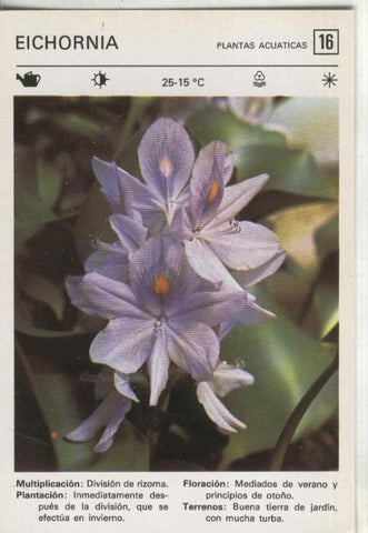 Postal-Ficha Jardineria numero 16: Eichornia
