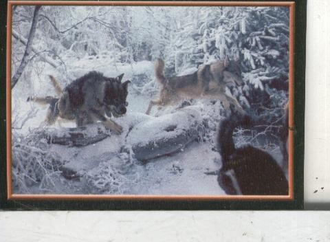 Cromos: Narnia numero 075