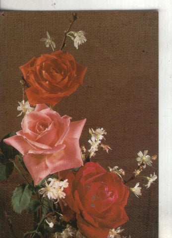 Postal:: Flores