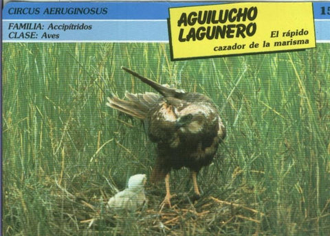 Postal: ficha coleccionable: Aguilucho lagunero