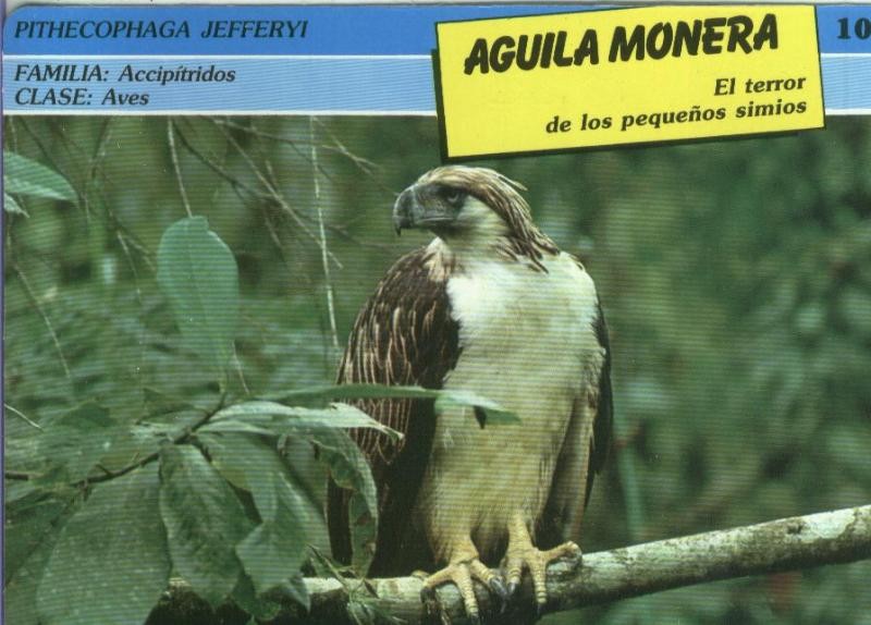 Postal: ficha coleccionable: Aguila Monera
