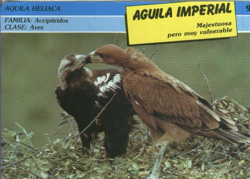 Postal: ficha coleccionable: Aguila Imperial