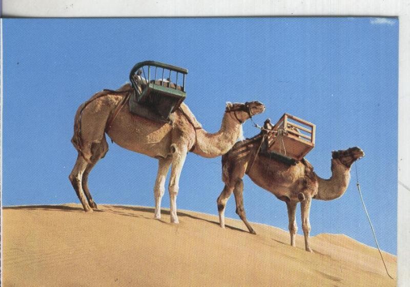 Postal: Gran Canaria-Maspalomas