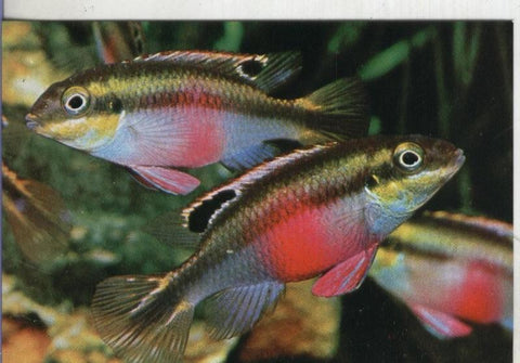 Postal: Peces