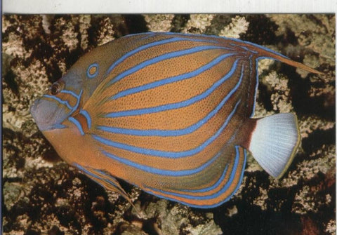 Postal: Peces