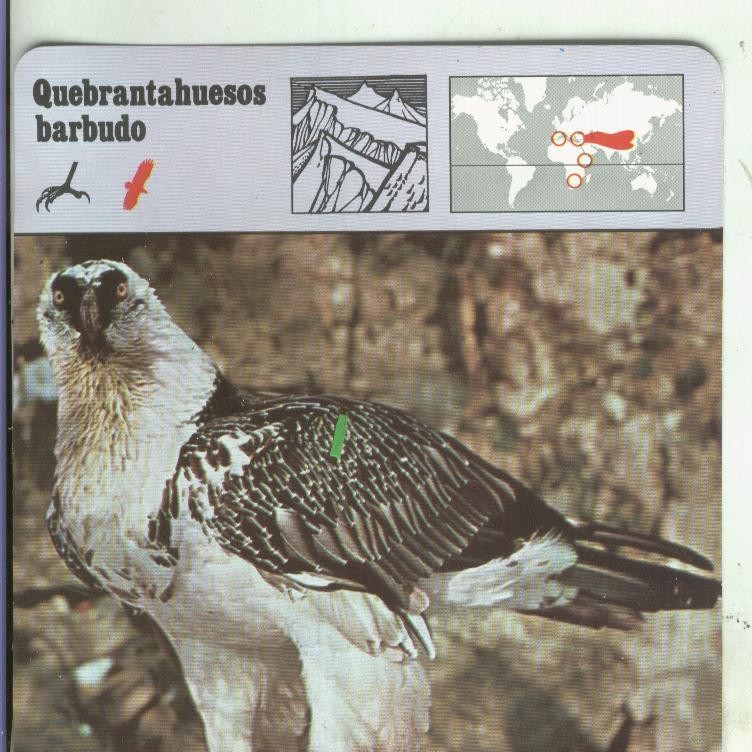 Postal: Ficha Sape Coleccionable: Quebrantahuesos barbudo