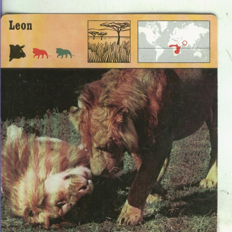 Postal: Ficha Sape Coleccionable: Leon