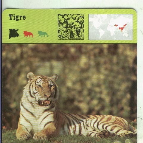 Postal: Ficha Sape Coleccionable: Tigre