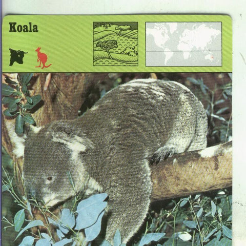 Postal: Ficha Sape Coleccionable: Koala