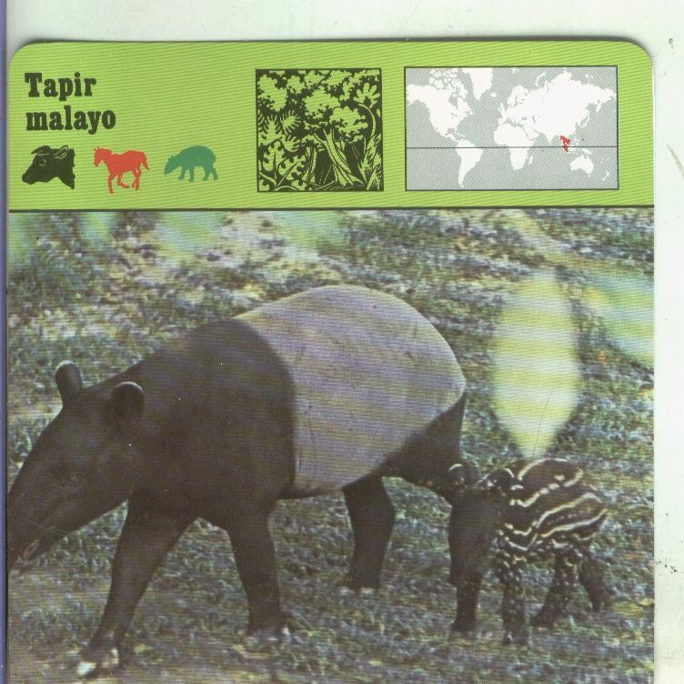 Postal: Ficha Sape Coleccionable: Tapir malayo