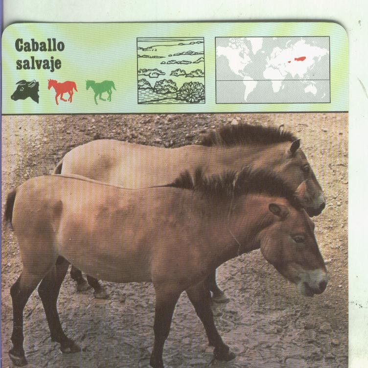 Postal: Ficha Sape Coleccionable: Caballo salvaje