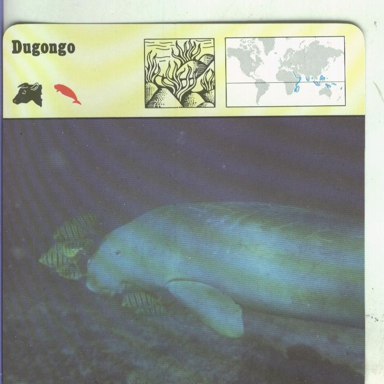Postal: Ficha Sape Coleccionable: Dugongo