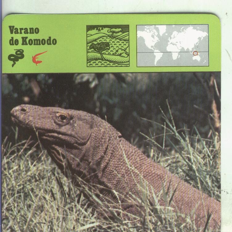 Postal: Ficha Sape Coleccionable: Varano de Komodo