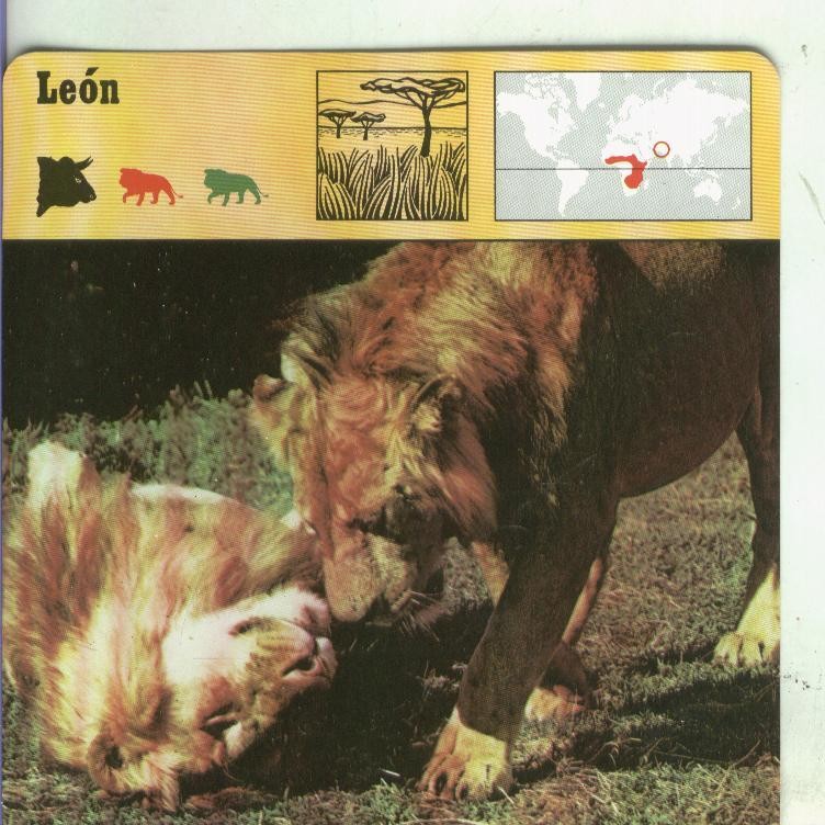 Postal: Ficha Sape Coleccionable: Leon