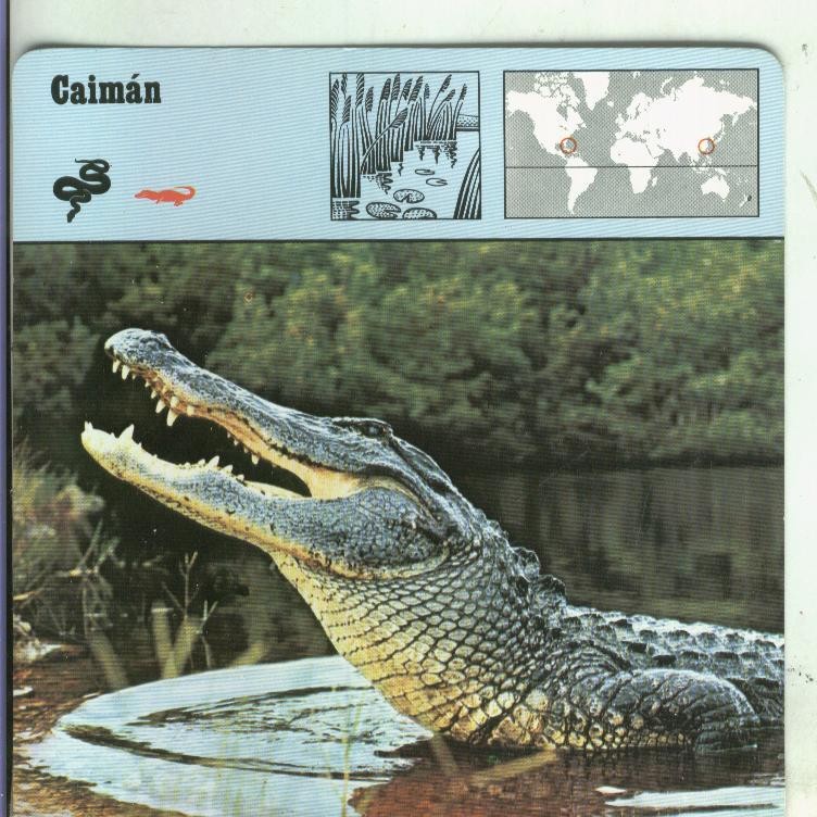 Postal: Ficha Sape Coleccionable: Caiman