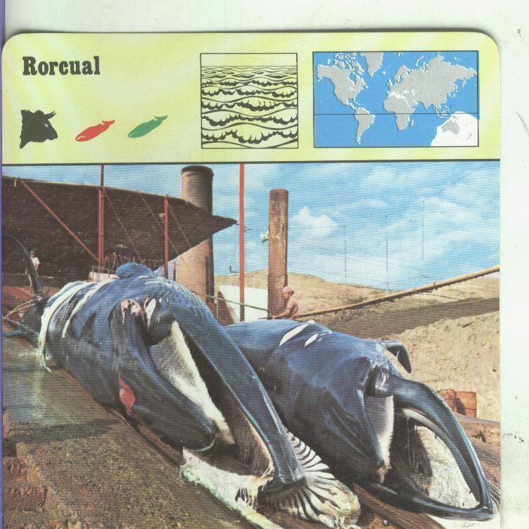 Postal: Ficha Sape Coleccionable: Rorcual