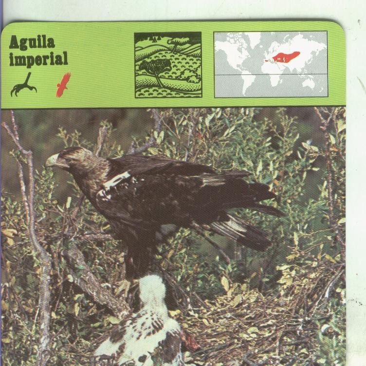 Postal: Ficha Sape Coleccionable: Aguila imperial