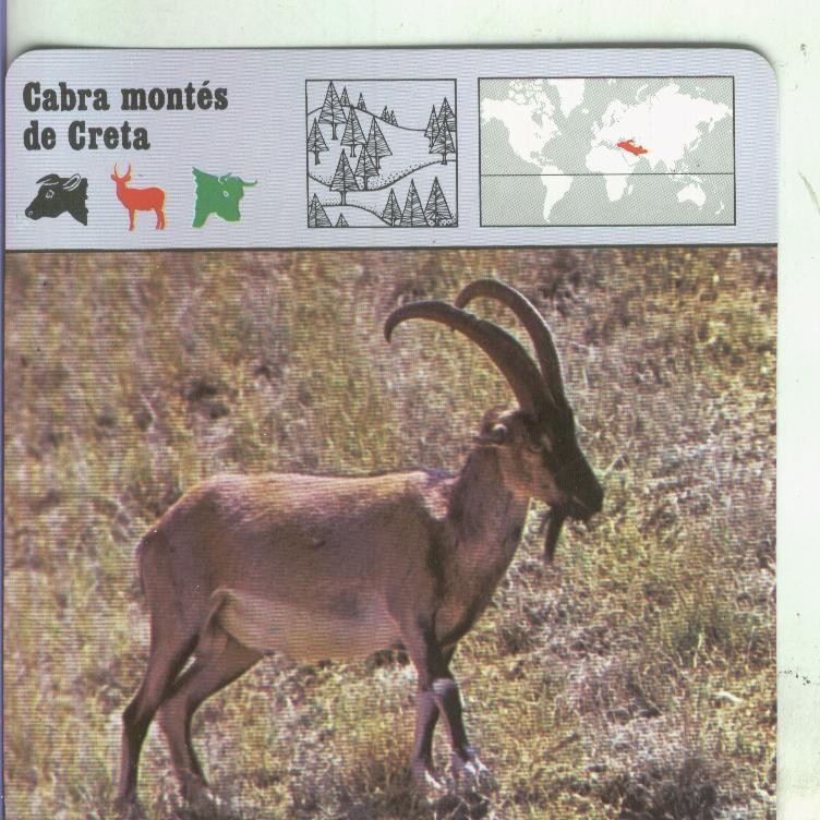 Postal: Ficha Sape Coleccionable: Cabra montes de Greta