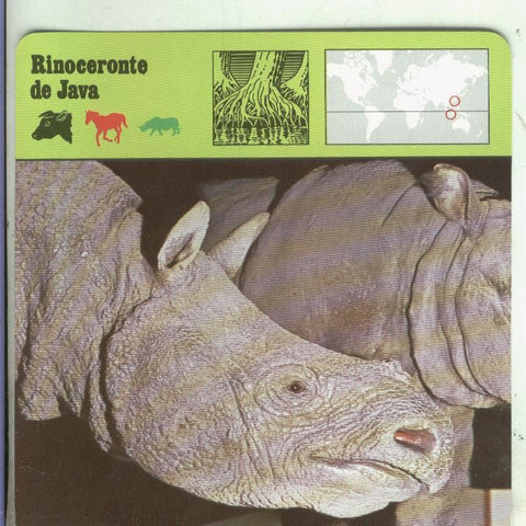 Postal: Ficha Sape Coleccionable: Rinoceronte de Java