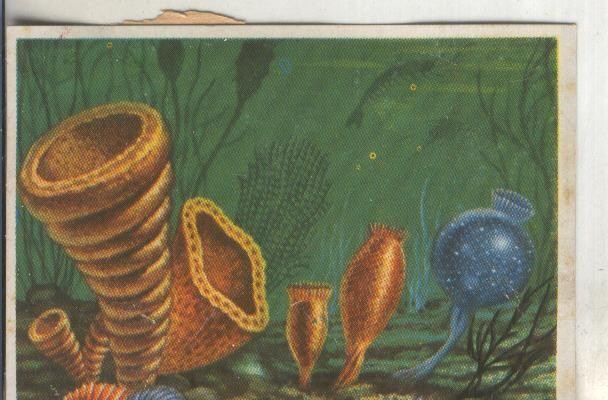 Cromos: Historia Natural numero 032