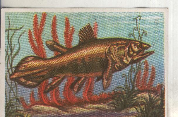 Cromos: Historia Natural numero 035