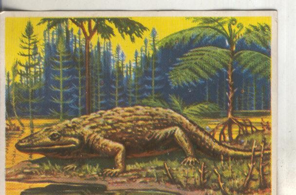 Cromos: Historia Natural numero 037