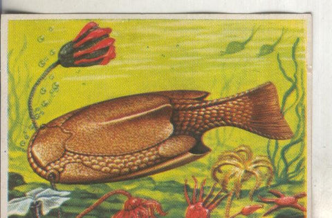 Cromos: Historia Natural numero 038