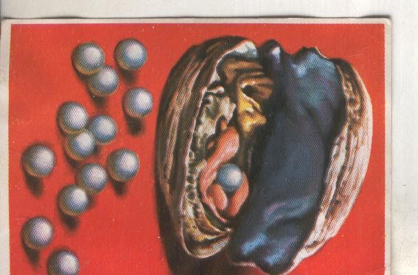 Cromos: Historia Natural numero 079