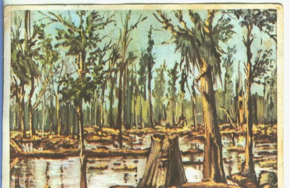 Cromos: Historia Natural numero 053