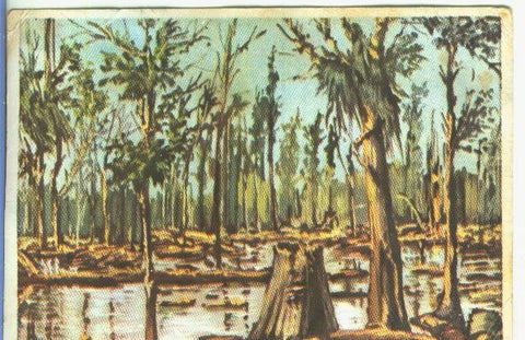 Cromos: Historia Natural numero 053