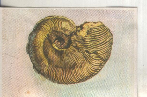 Cromos: Historia Natural numero 072