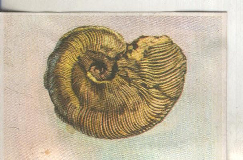 Cromos: Historia Natural numero 072